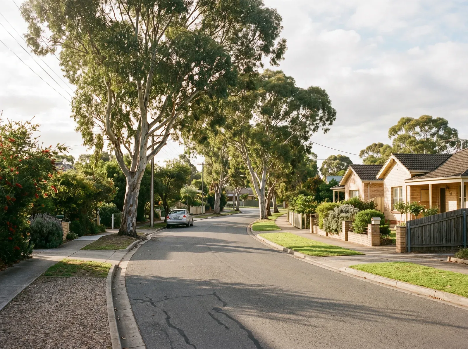 A warm Adelaide neighbourhood street in soft morning light