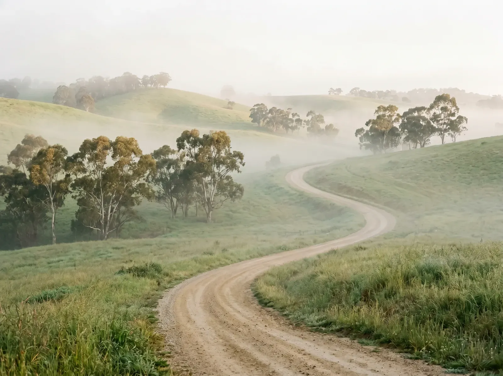 Rolling green hills and gum trees in the Adelaide Hills