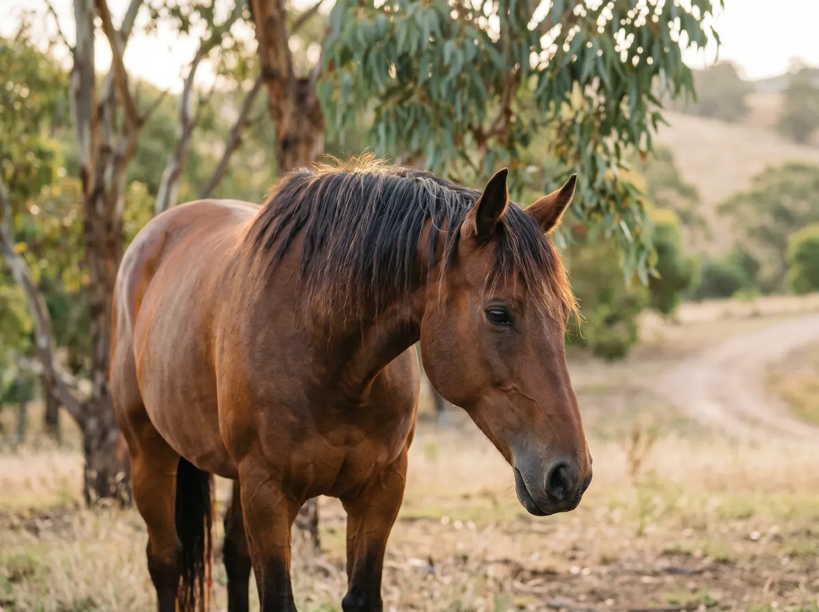 A gentle horse standing in a paddock in soft, warm light